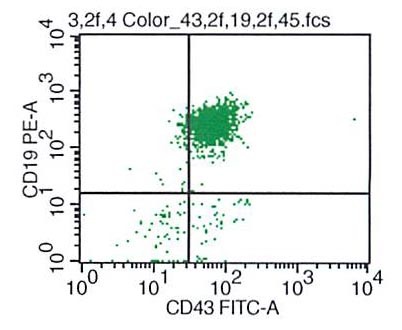 CD19 vs CD43
